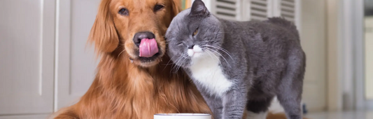 Beneficios del aceite de cáñamo para perros y gatos