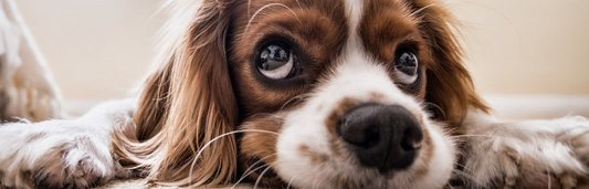 Leishmaniasis en perros: síntomas, causas y prevención