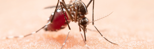 Cómo prevenir las picaduras de mosquitos y calmar los síntomas