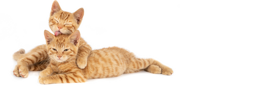 Beneficios del omega 3 para gatos y usos recomendados