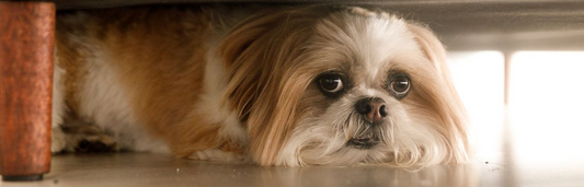 Fuegos artificiales en perros: como calmar y evitar que nuestra mascota se estrese