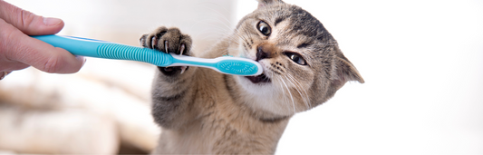 Consejos para la higiene dental en gatos