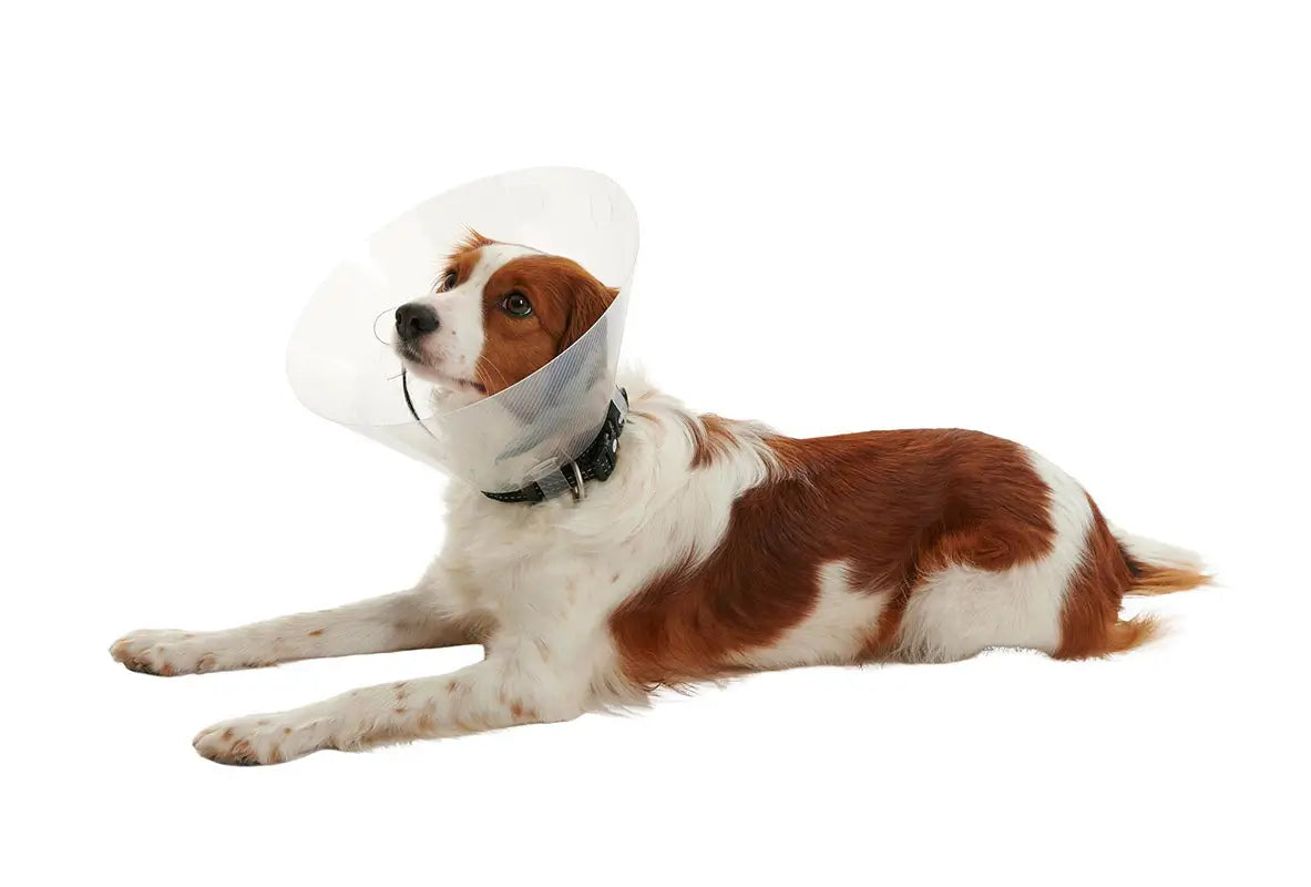 Collar Isabelino Buster Clic 7,5, 10Uds