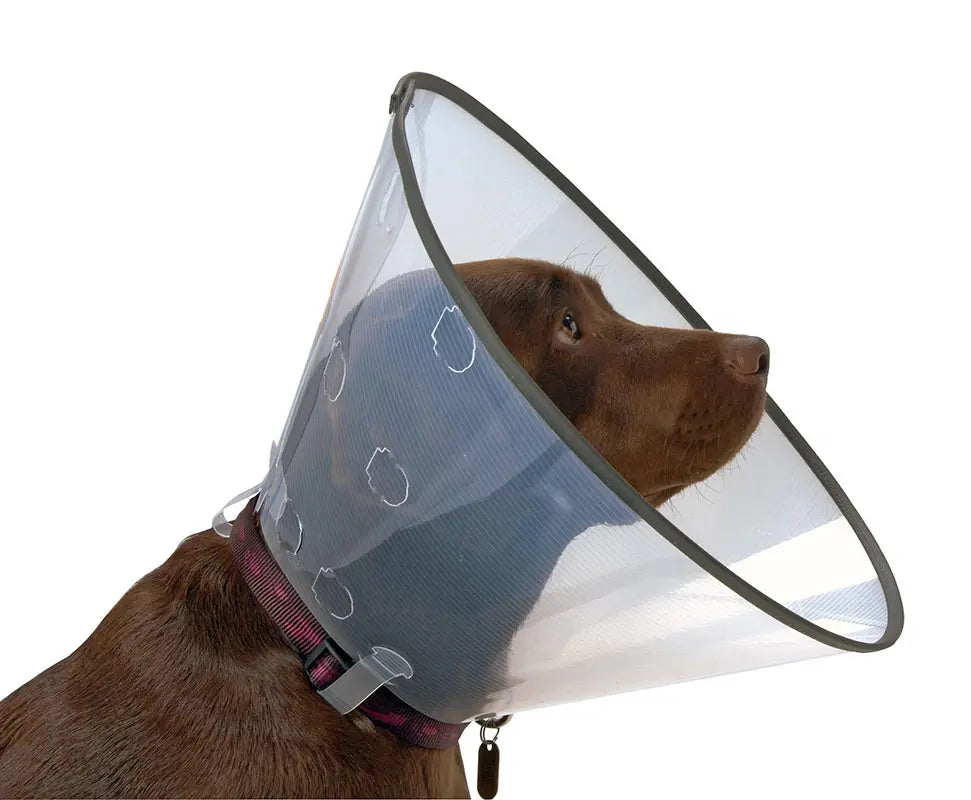 Collar Isabelino Comfort 12,5, 5Uds