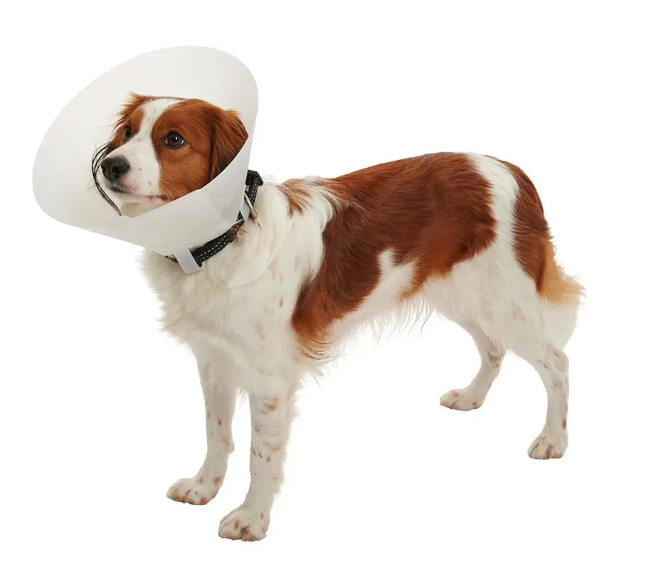 Collar Isabelino Opaco 12,5, 10Uds