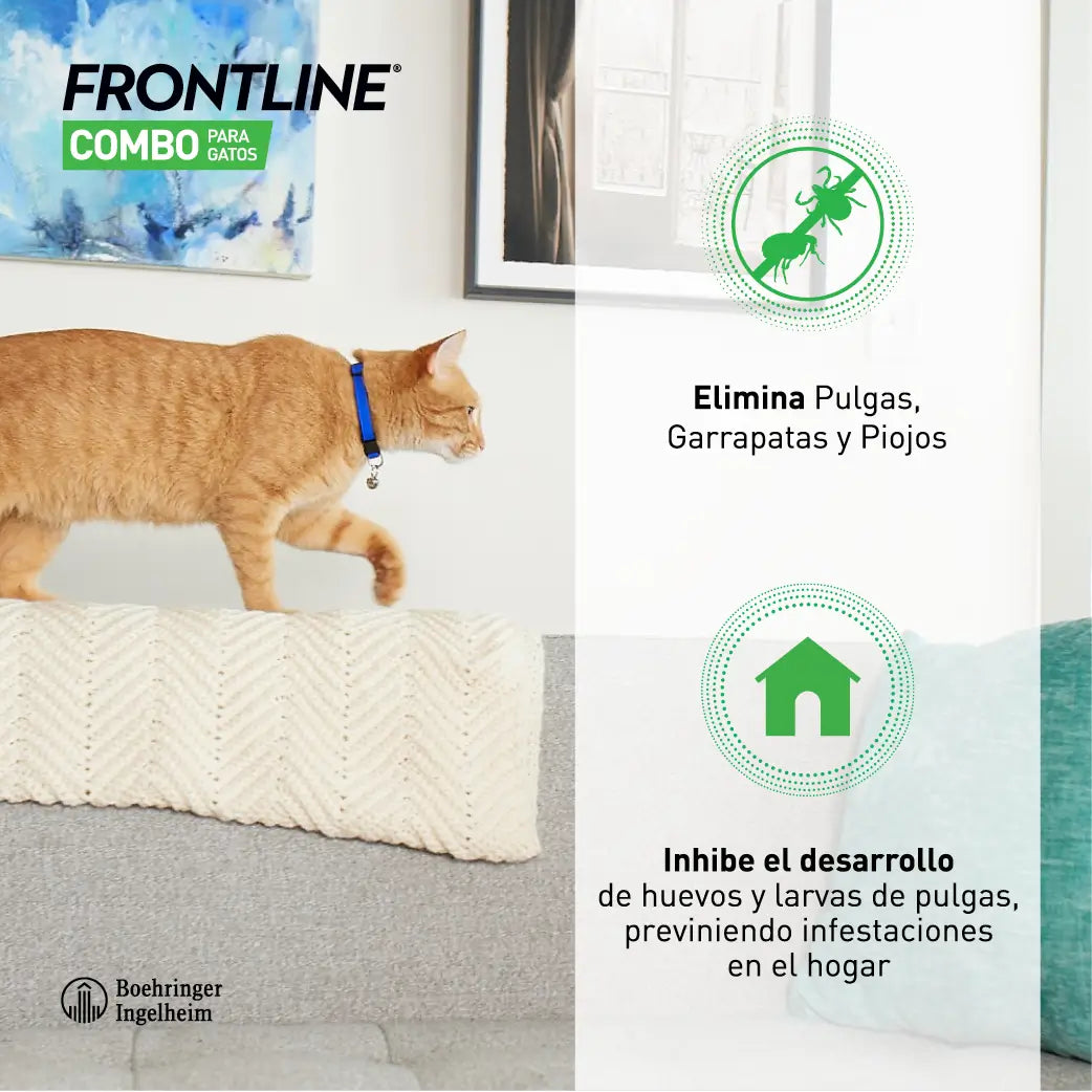 Frontline Combo Gatos y Hurones Spot On, 6 Pipetas x 0,5 ml