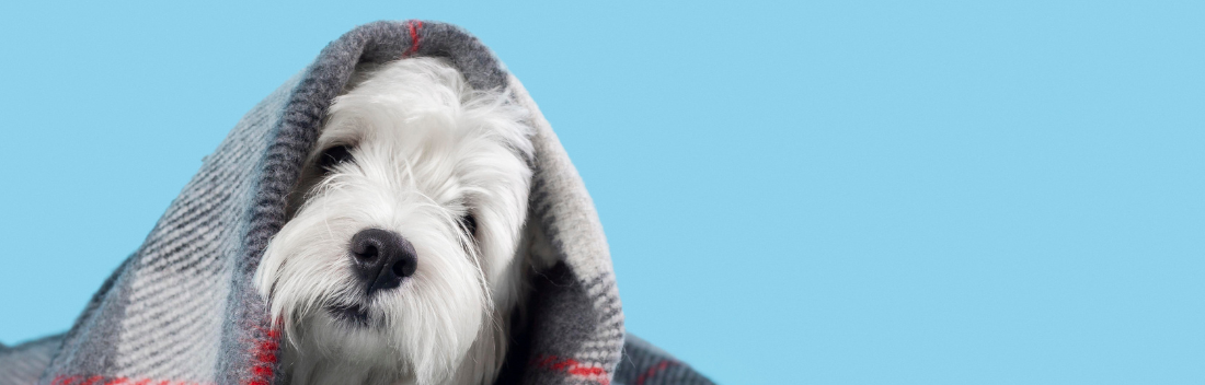 Consejos para combatir el frío de tu mascota