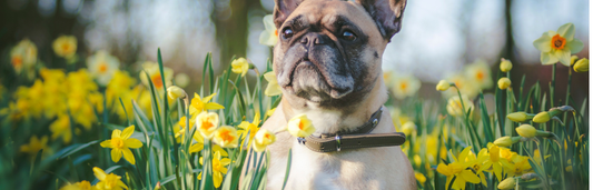 Alergia primaveral en perros: síntomas principales y tratamiento para aliviarla
