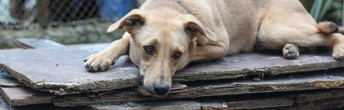 Ansiedad por separación en perros: síntomas y tratamiento para mejorar su bienestar