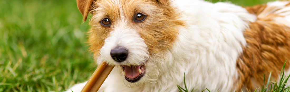 Snacks dentales para perros y sus beneficios para mantener una buena salud bucal