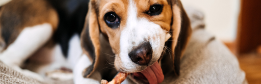 Beneficios de los snacks naturales para perros y su papel en una alimentación saludable