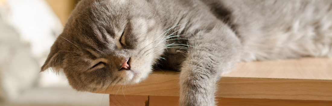 Calicivirus felino: síntomas principales y tratamiento para controlar la infección