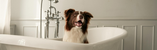 ¿Cómo Elegir el Mejor Champú para tu Mascota?