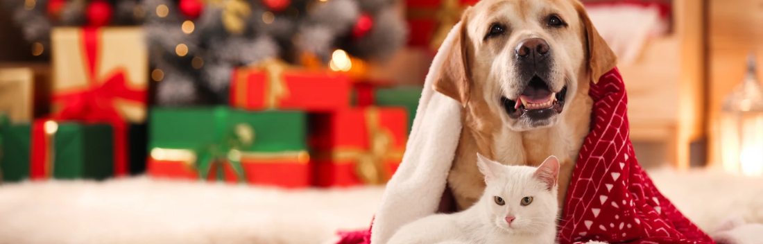 Cómo cuidar a tus perros y gatos durante las fiestas navideñas