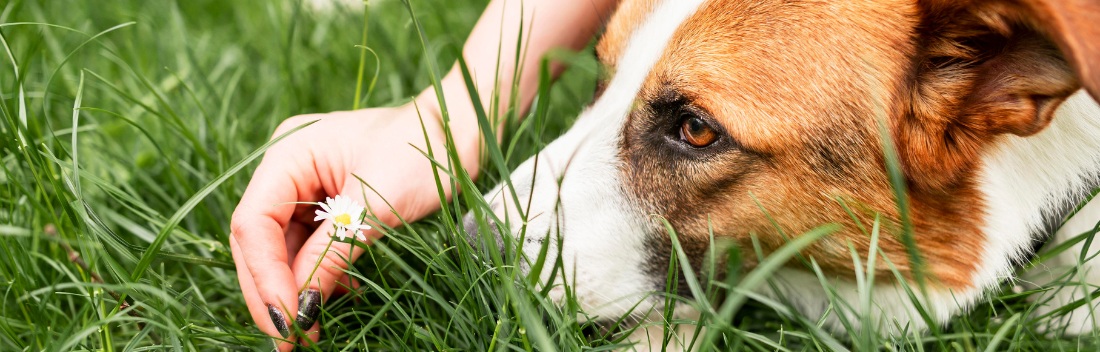 Protege a tu mascota de parásitos y mosquitos en verano