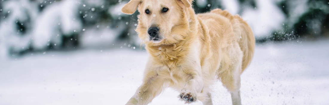 Cuida las articulaciones de tu perro
