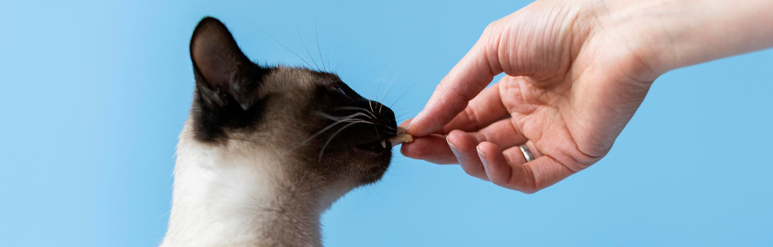 Diabetes en gatos: qué es, síntomas y cómo tratarla