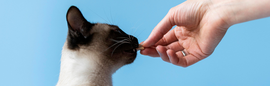 Diabetes en gatos: qué es, síntomas y cómo tratarla