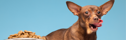 Diabetes en perros: síntomas principales y tratamiento recomendado