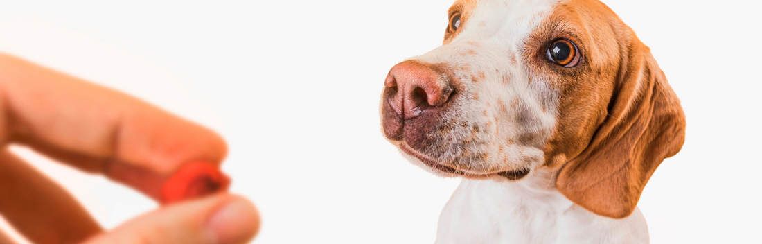 Toallitas para perros: cuida su higiene diaria con facilidad