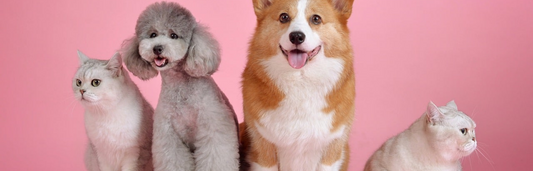 5 consejos para cuidar la piel y el pelo de perros y gatos