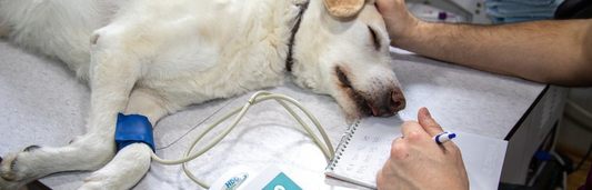Esterilización en perros: todo lo que debes saber