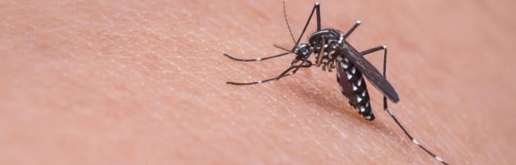 Citronela: qué es y por qué ayuda contra las picaduras de mosquitos