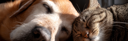 Estrés en perros y gatos: síntomas clave y tratamientos para mejorar su bienestar