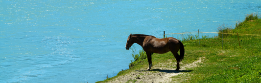 Zoonosis ¿qué es y cuáles son los síntomas?