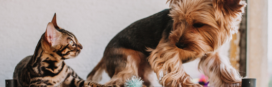 Levadura de cerveza para perros y gatos para mejorar sus defensas y bienestar general