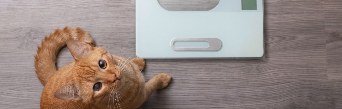 Obesidad en gatos, el peligro del sobrepeso