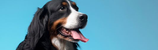 Golpe de calor en perros: síntomas principales y tratamiento para actuar rápidamente