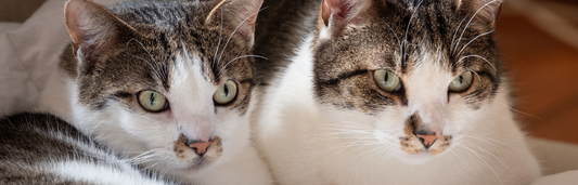 Por qué mi gato araña los muebles y qué soluciones aplicar para evitarlo