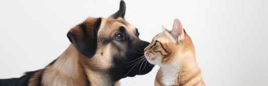 Los mejores productos para la muda de pelo en perros y gatos