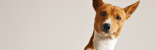 Muda de pelo en perros y gatos: lo que debes saber