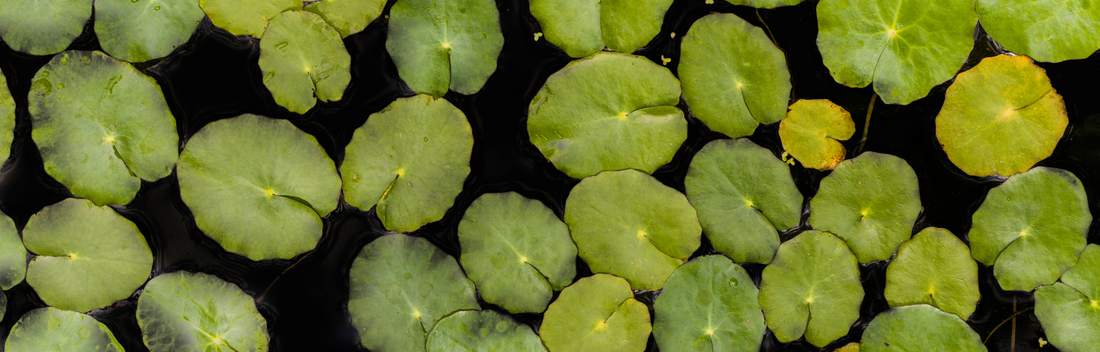 ¿Para qué sirve la Centella Asiática?