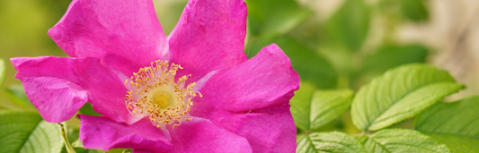 Rosa mosqueta: propiedades y beneficios para la piel