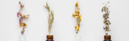 Plantas que ayudan al sistema inmunológico ¿Qué hierbas son buenas?