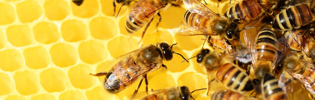 Cómo ayuda la jalea real a las defensas