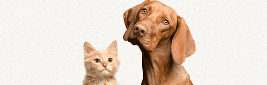 CBD en perros y gatos: beneficios, efectos secundarios y cómo utilizarlo