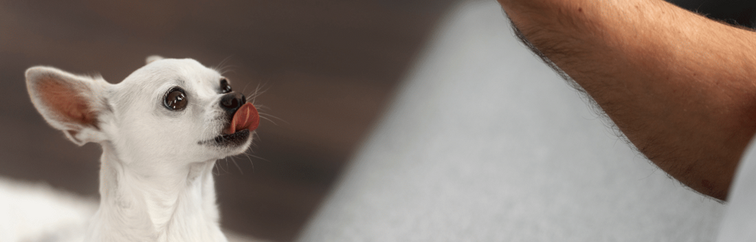 Beneficios de las multivitaminas para perros y gatos