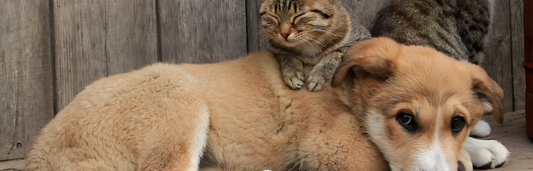 Sobrepeso en perros y gatos, síntomas más frecuentes y cómo prevenirlo