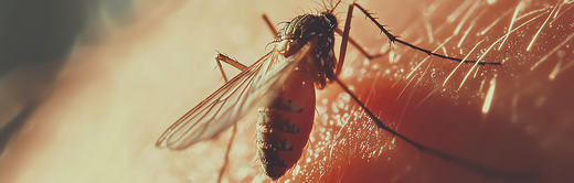 Zoonosis ¿Cuáles son las enfermedades zoonóticas de perros y gatos?