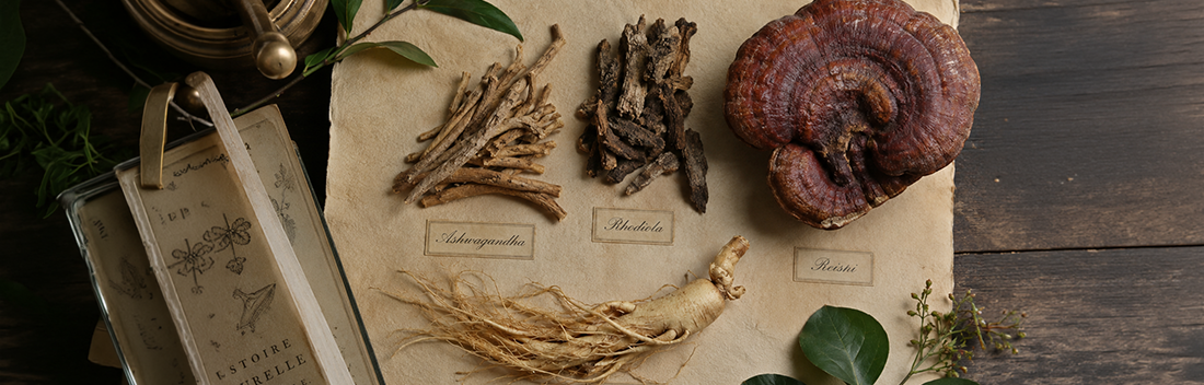 Adaptógenos: guía completa de ashwagandha, rhodiola y reishi para el estrés y la energía