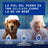 Douxo Skin & Coat Spa Toallitas Multiusos Para Perros Y Gatos, 100 unidades
