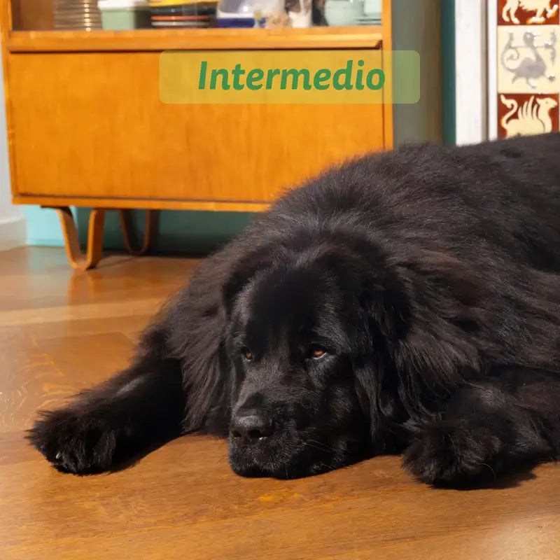 Edgard & Cooper Pienso Para Perros Adultos Medianos Con Cordero Fresco , 2,5 kg