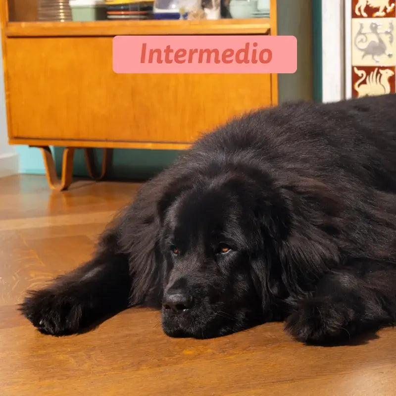 Edgard & Cooper Pienso Para Perros Senior Medianos Con Pollo Y Salmón Frescos , 2,5 kg