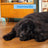 Edgard & Cooper Pienso Para Perros Adultos Medianos Con Salmón Fresco , 7 kg