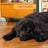 Edgard & Cooper Pienso Para Perros Adultos Mini Con Pollo Fresco , 0,7 kg