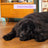 Edgard & Cooper Pienso Para Perros Adultos Medianos Con Pato Fresco , 7 kg